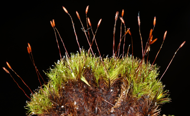 Distichium capillaceum